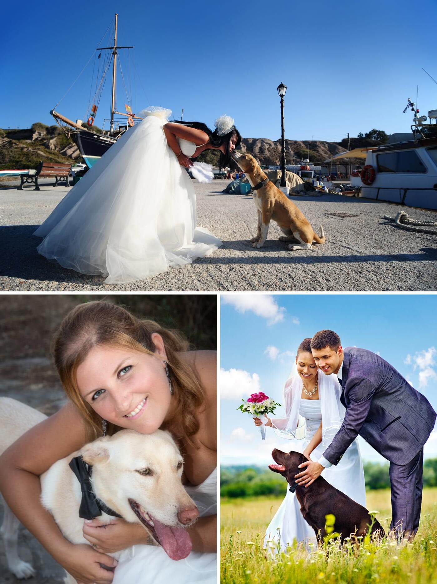 mariage animaux